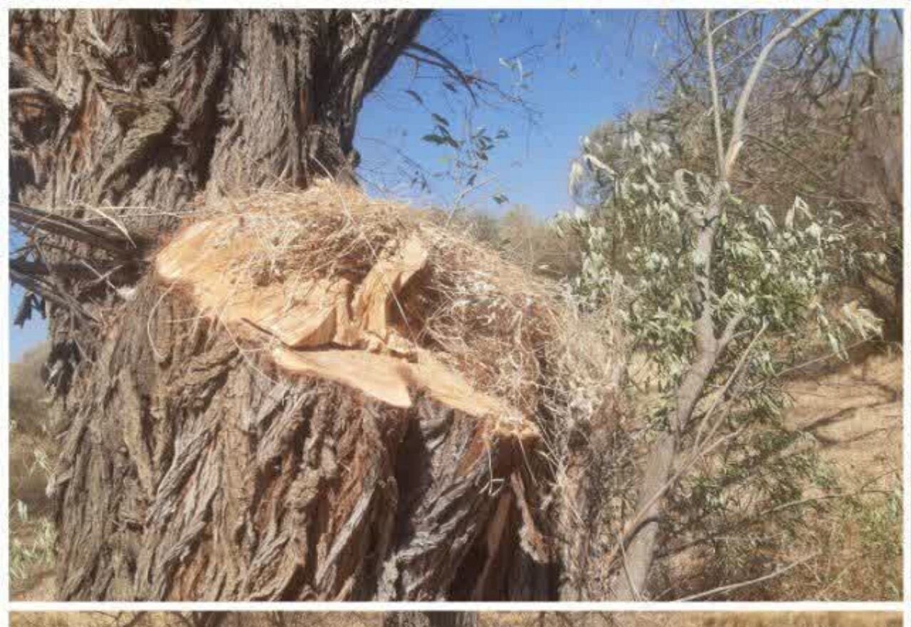 قطع درختان در روستای قهرآباد سقز بررسی شد