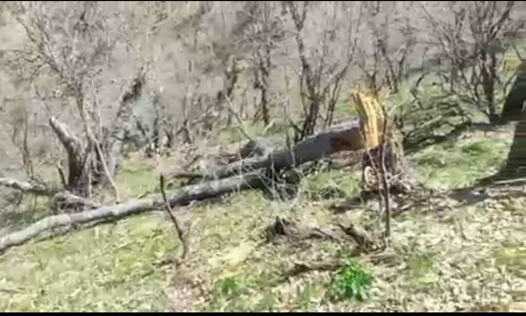 قطع درختان «قامیشله سرشیو» مریوان