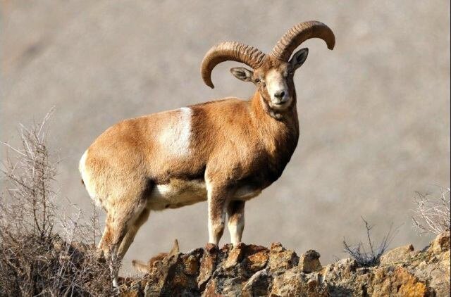 «قوچ و میش ارمنی» در کردستان حمایت میشوند