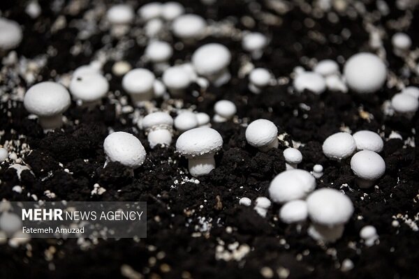 قیمت انواع قارچ در تهران اعلام شد