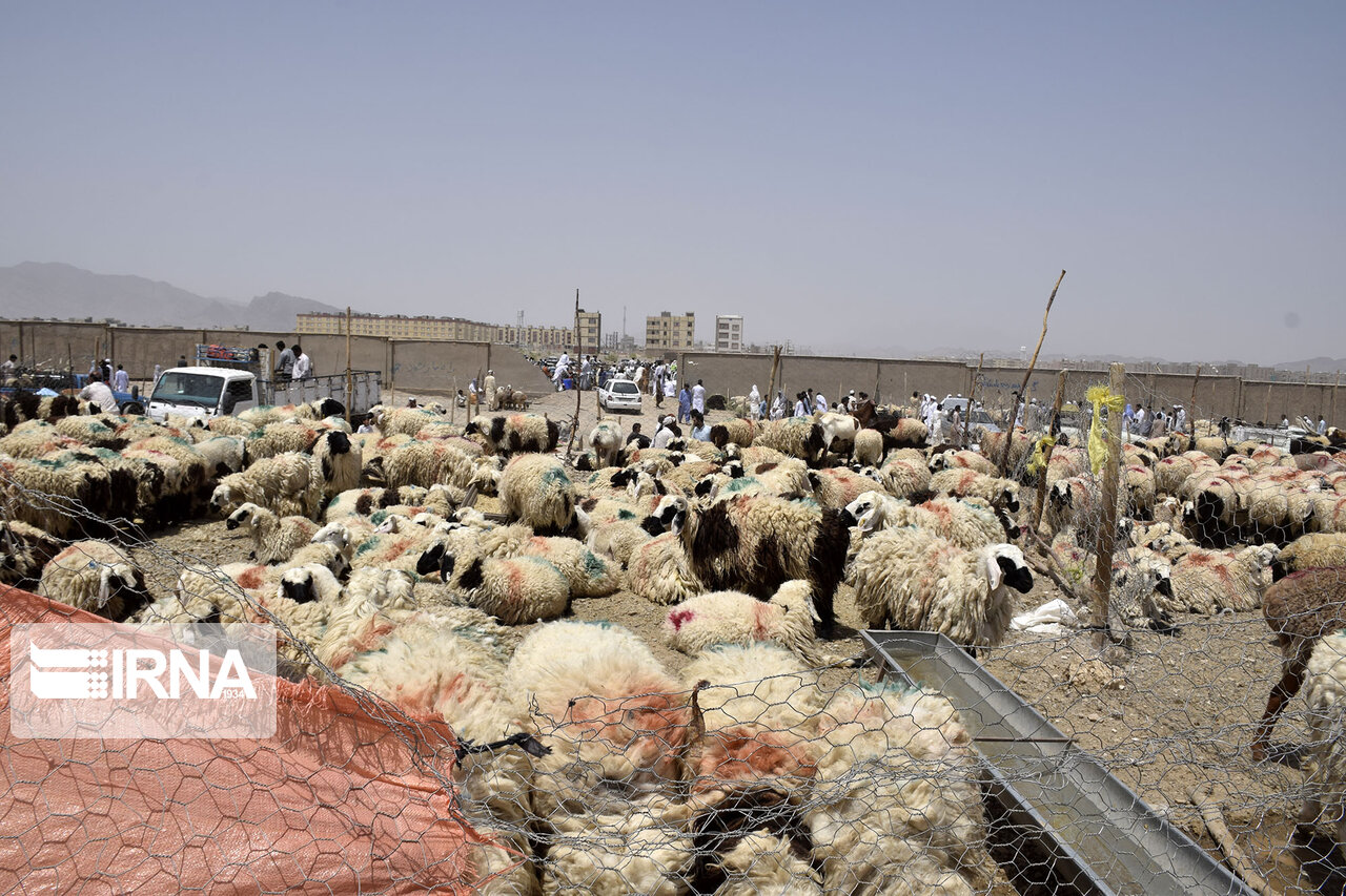 قیمت دام زنده در تهران کیلویی ۸۵ هزار تومان تعیین شد
