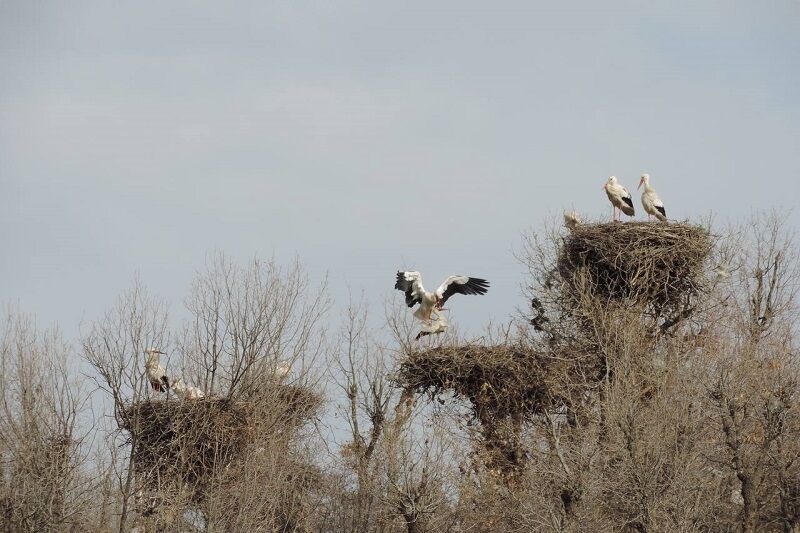 لانه‌سازی لک‌لک‌ها در روستای سویرو بانه
