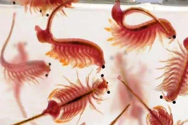 لطفی: تولید آرتمیا در آذربایجان غربی تا ۱۰ برابر افزایش می یابد