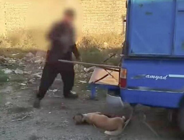 ماجرای پرونده حیوان آزاری در سمنان