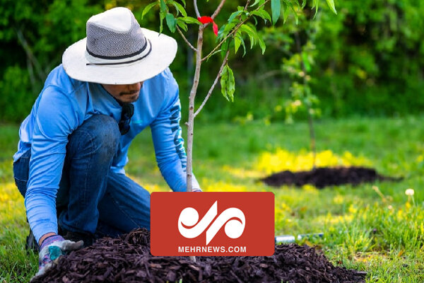 ماجرای کاشت ۱ میلیارد نهال از سال آینده در کشورچیست؟