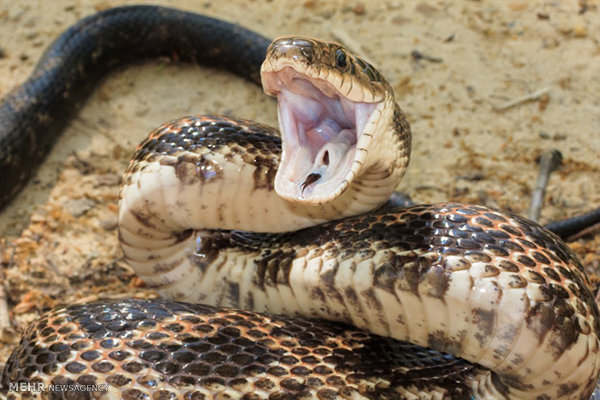 ماجرای کشف دو مار پیتون و کبری در یکی از مناطق مسکونی تهران+ عکس