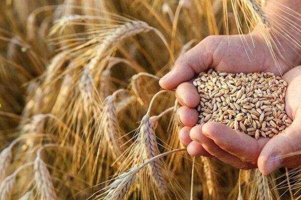 مبارزه با آفت در ۹۷ هزار هکتار از مزارع گندم آذربایجان غربی اجرا شد