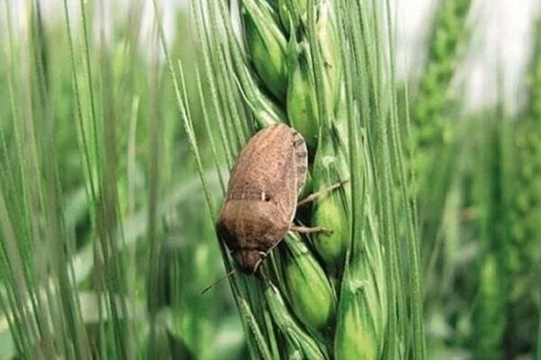 مبارزه با سن مادری گندم در آذربایجانغربی به ۱۴۴ هزار هکتار رسید