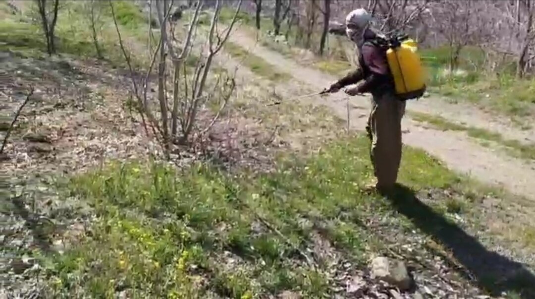 مبارزه با ملخ شاخک بلند در مزارع روستای نسل شهرستان سروآباد
