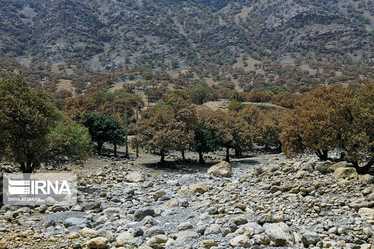 مبارزه با پروانه سفید برگ خوار بلوط در اولویت وزارت جهادکشاورزی قرار گرفت