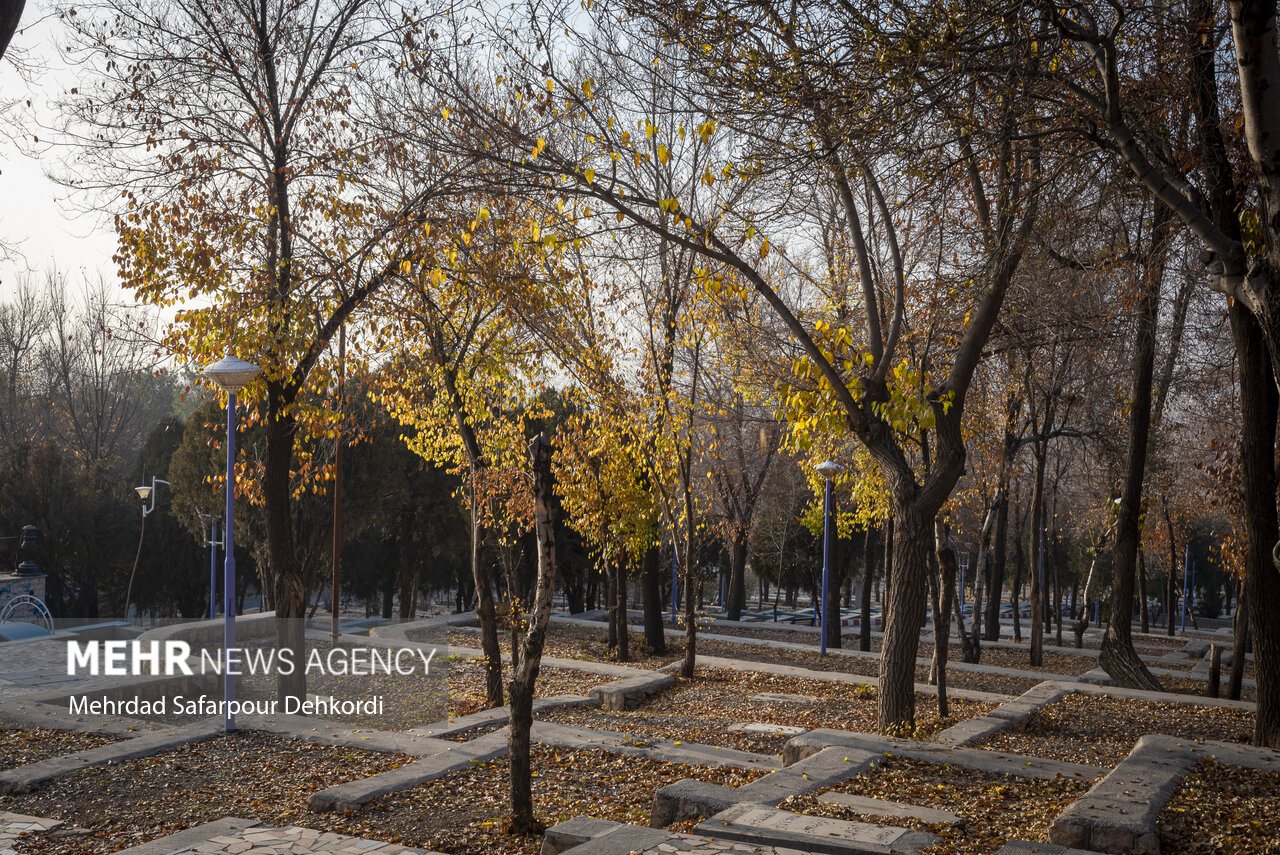 محققان اصفهانی به روش نوین تیمار درختان آسیبدیده دست یافتند