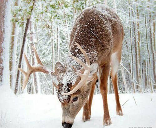 محیط زیست گیلان از احتمال نزدیک شدن گونههای حیات وحش به مناطق مسکونی هشدار داد