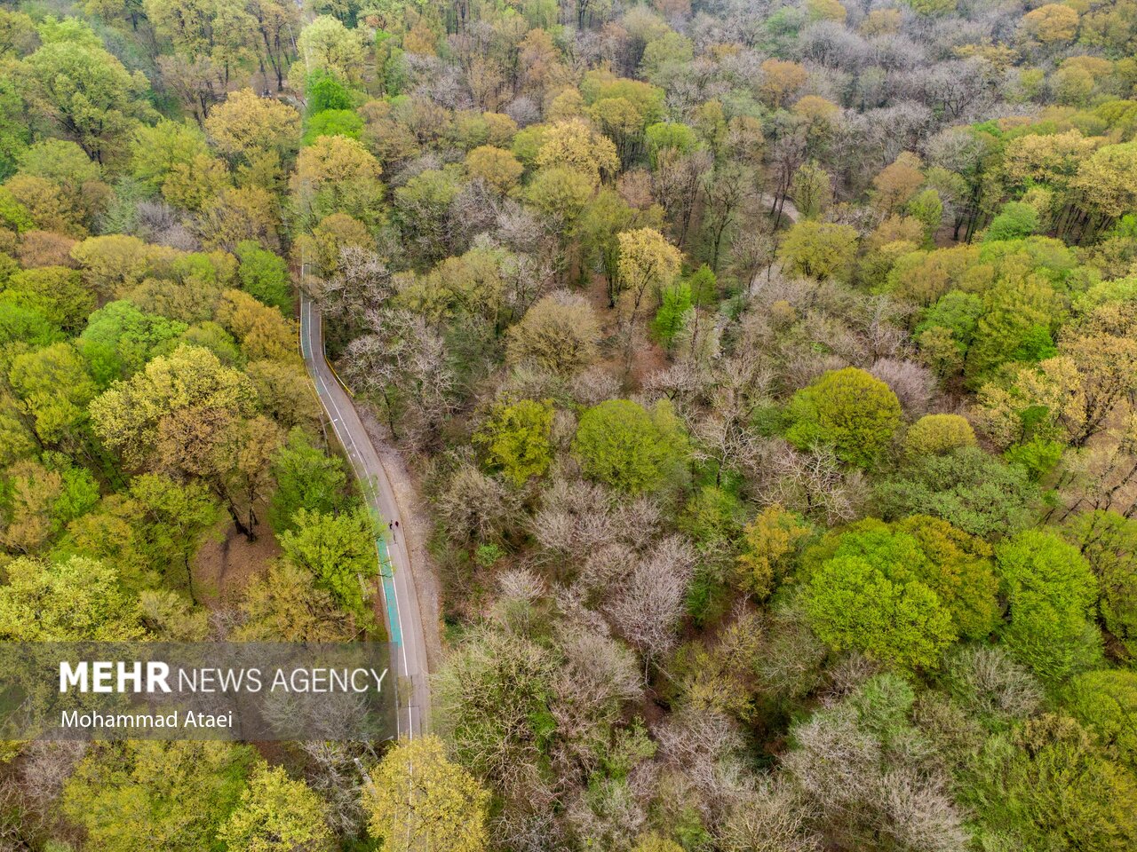 مدیر پایگاه میراث جهانی «جنگلهای هیرکانی» منصوب شد