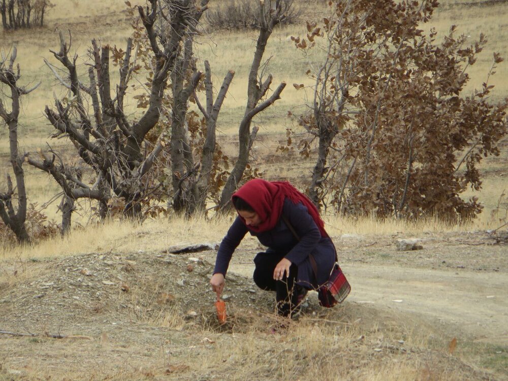 مشارکت بانه ای ها در پویش سراسری بذرکاری احیای جنگل های زاگرس