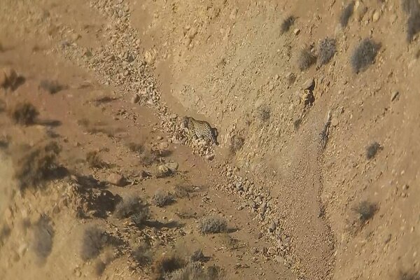 مشاهده و تصویر برداری از یک قلاده پلنگ در فیروزکوه+
فیلم