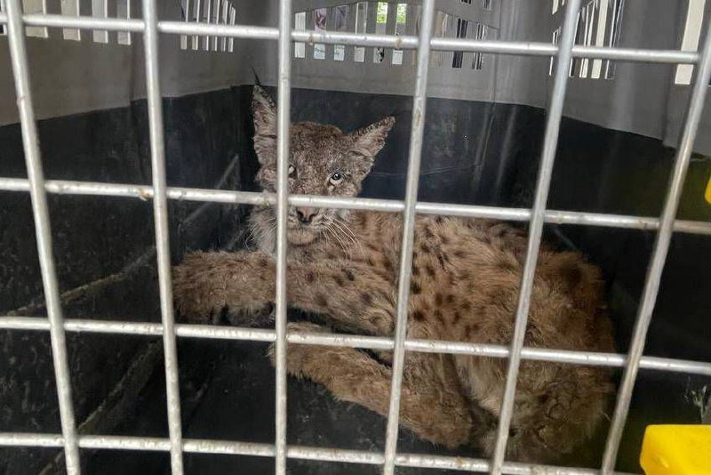 مشاهده و زندهگیری یک سیاهگوش در روستای سربندان
دماوند