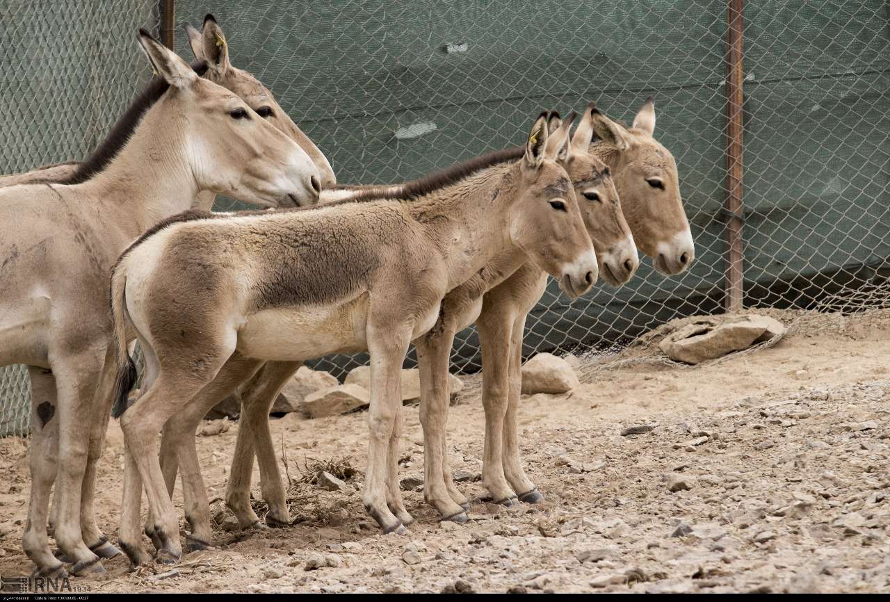 معاون سازمان حفاظت محیط زیست: ۱۰ راس گورخر دیگر به پارک ملی کویر گرمسار منتقل میشود