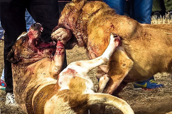 معضل سگهای ولگرد در شاهرود/ پلنگ تپال تا آستانه مرگ رفت