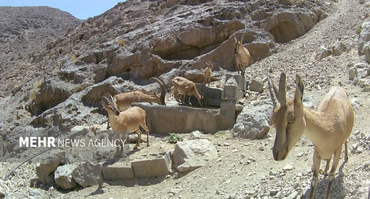 منابع آبی پناهگاه حیات‌وحش یخاب با لایروبی چشمه‌ها تقویت می‌شود