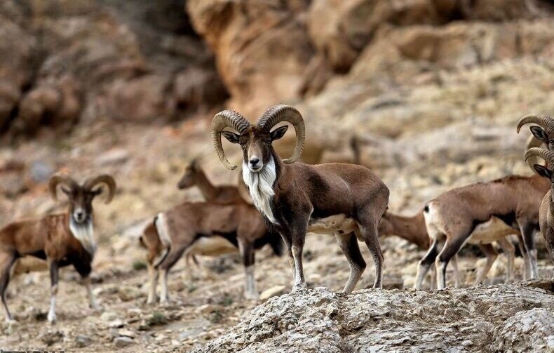 مناطق حفاظت شده اصفهان پذیرای گردشگران است