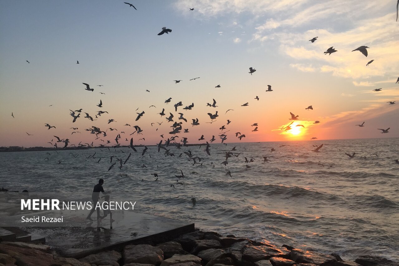 مهمانان پاییزی ساحل بوشهر