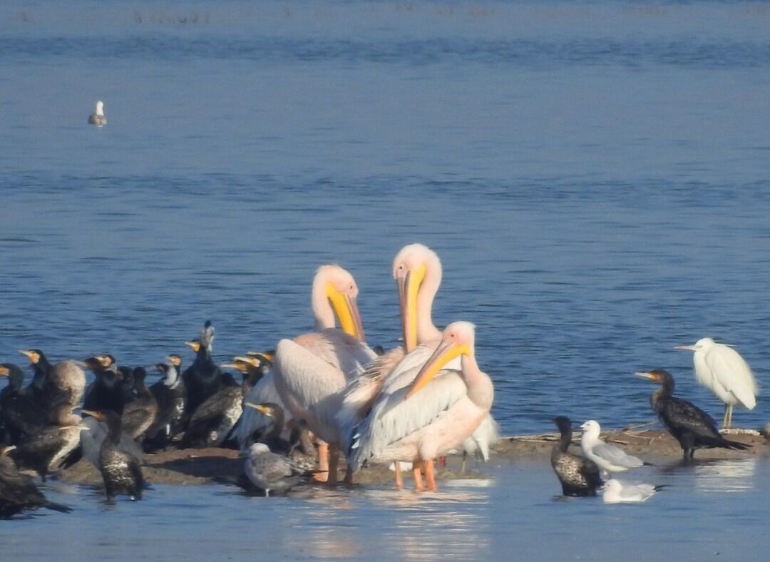 موردی از آنفلوآنزای پرندگان در آذربایجان غربی مشاهده نشد