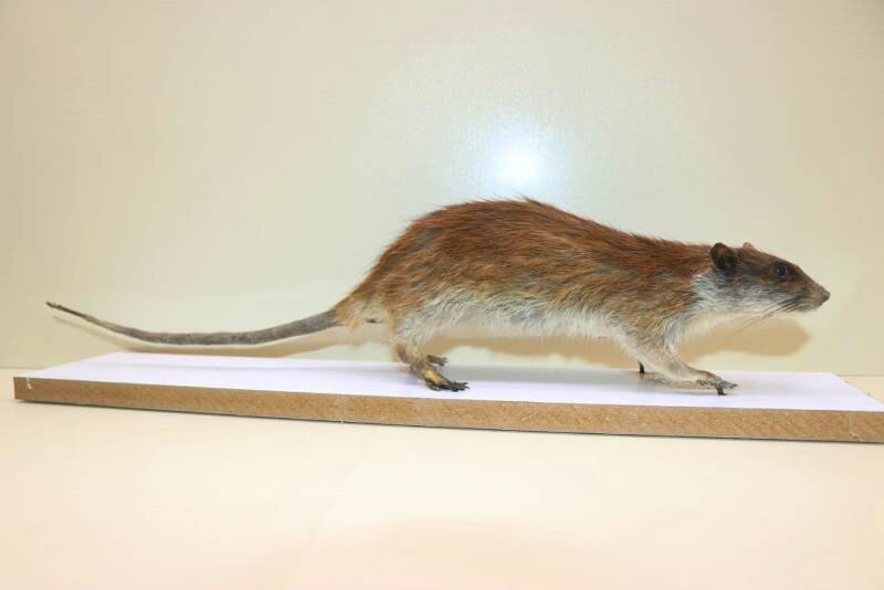 موش دم بلند میان رودان در هور العظیم ثبت شد