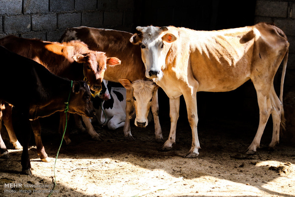 میدان دواب ارومیه برای پیشگیری از بیماریهای دام تعطیل
شد