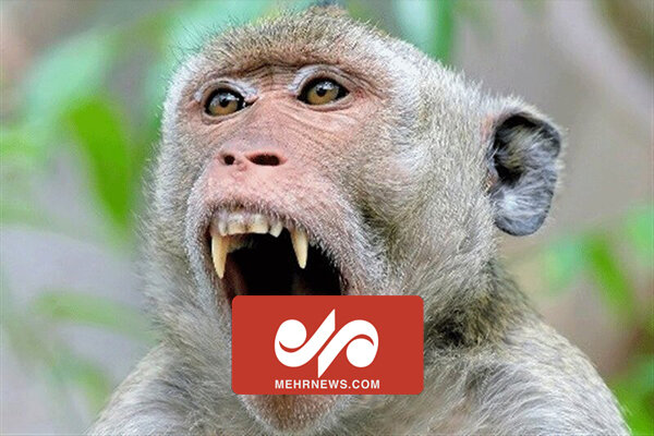 میمون های قاتل در هند دستگیر شدند