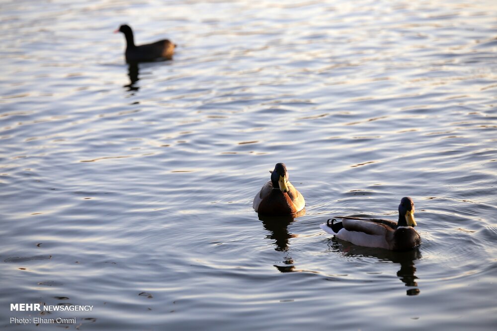 نابودی تالاب «آقگل» نزدیک است