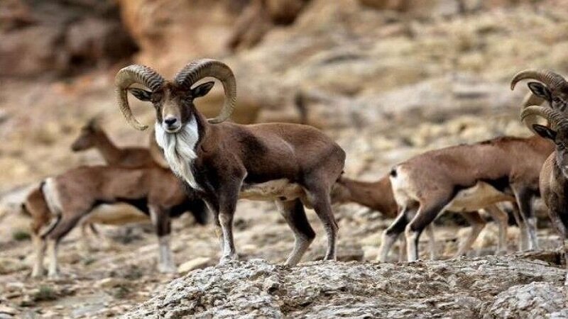 نابودی «تپال» شاهرود با اجرای طرحهای خلق الساعه محیط زیست