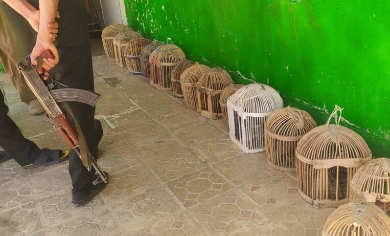 نجات ۱۴ قطعه کبک وحشی از دست متخلفان در سقز