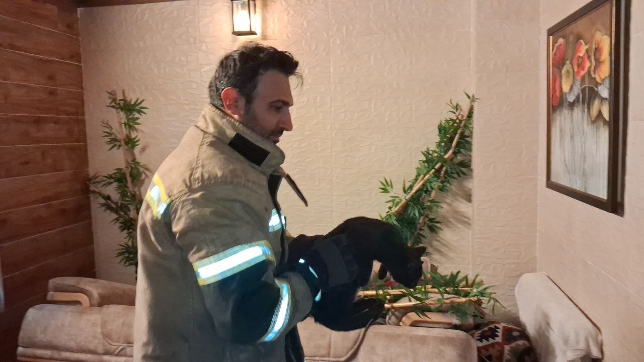 نجات ۳ قلاده گربه از چاه یک ساختمان نیمه‌کاره در سمنان