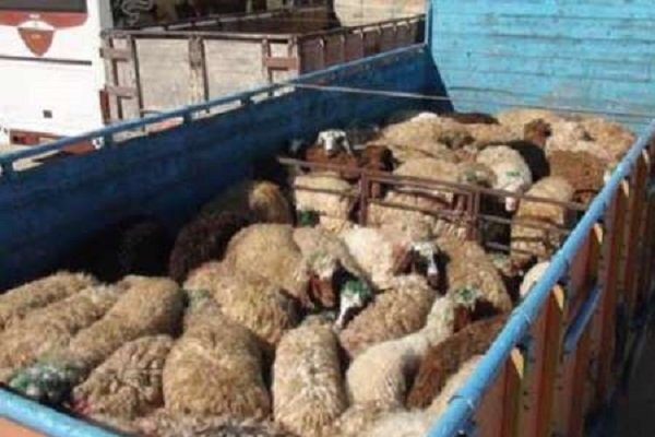 نجف زاده: ۳۲ راس دام زنده قاچاق در خوی کشف شد