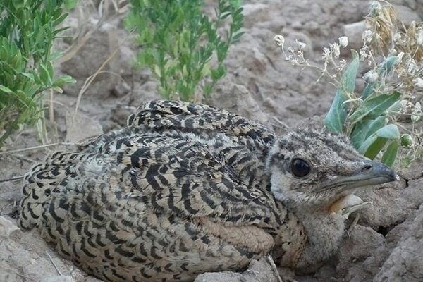 نخستین میش مرغ در شرایط اسارت در دشت سوتاو بوکان متولد شد