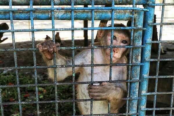 نظارت دقیق بر محل‌های نگهداری حیات وحش در شهرداری