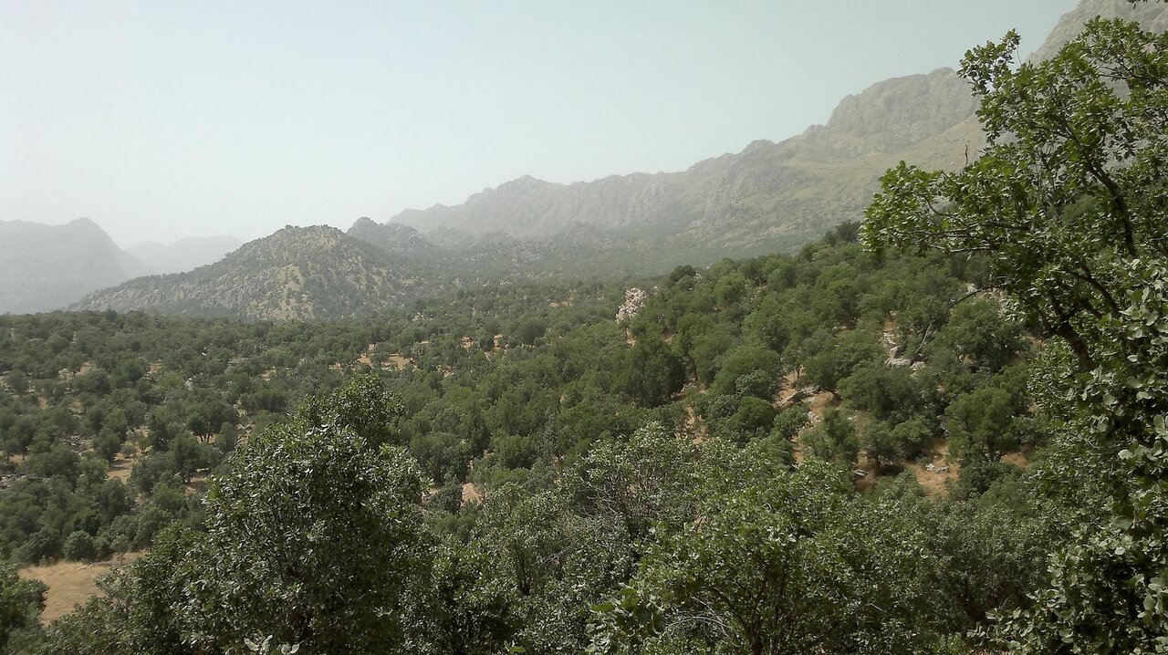 هجوم انگل دارواش به درختان اورس استان سمنان/ مبارزه در دستورکار