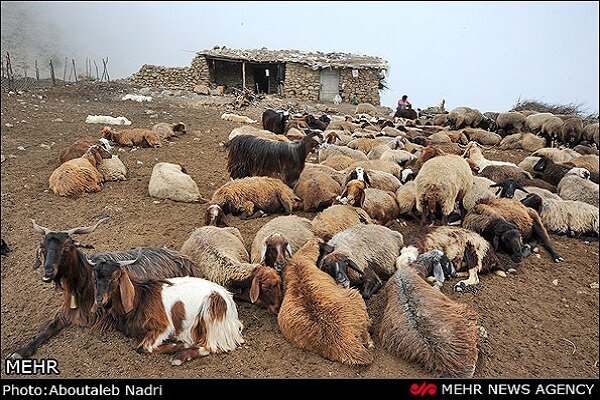 هشتم آذرماه آخرین مهلت تمدید پروانه چرای دام در کردستان