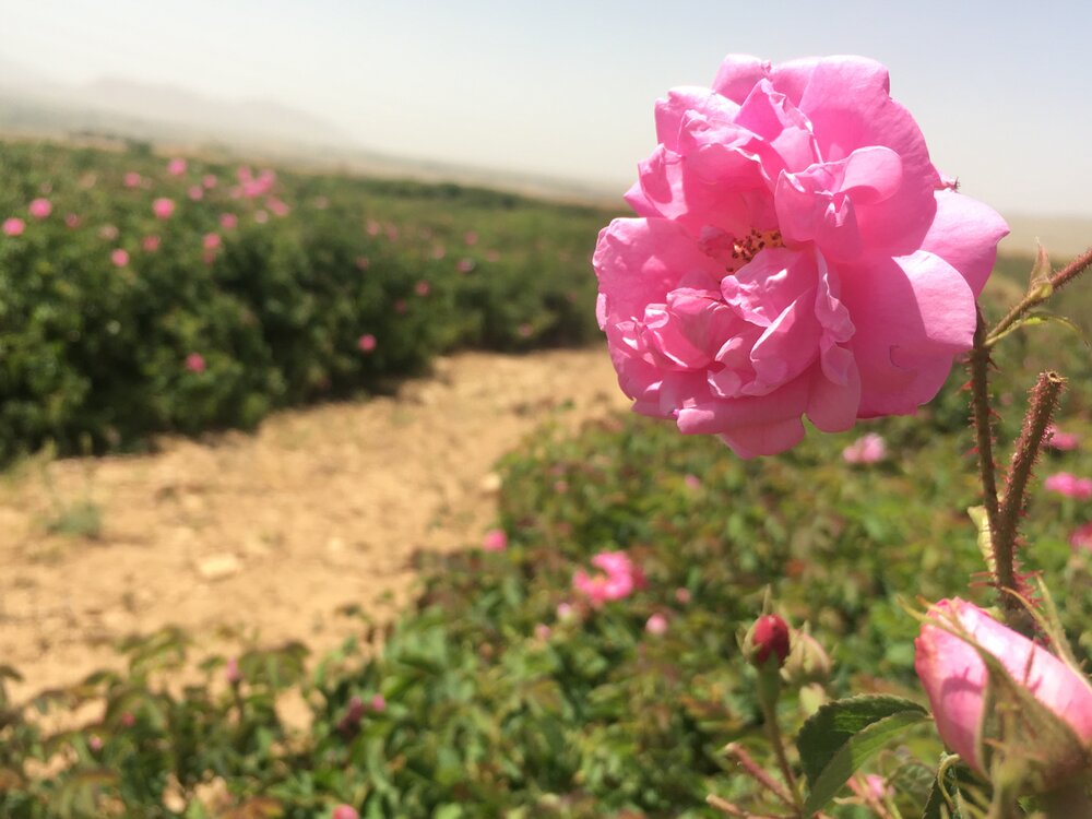 هشتم اردیبهشت بهعنوان روز میمند در تقویم رویدادهای ملی ثبت شد