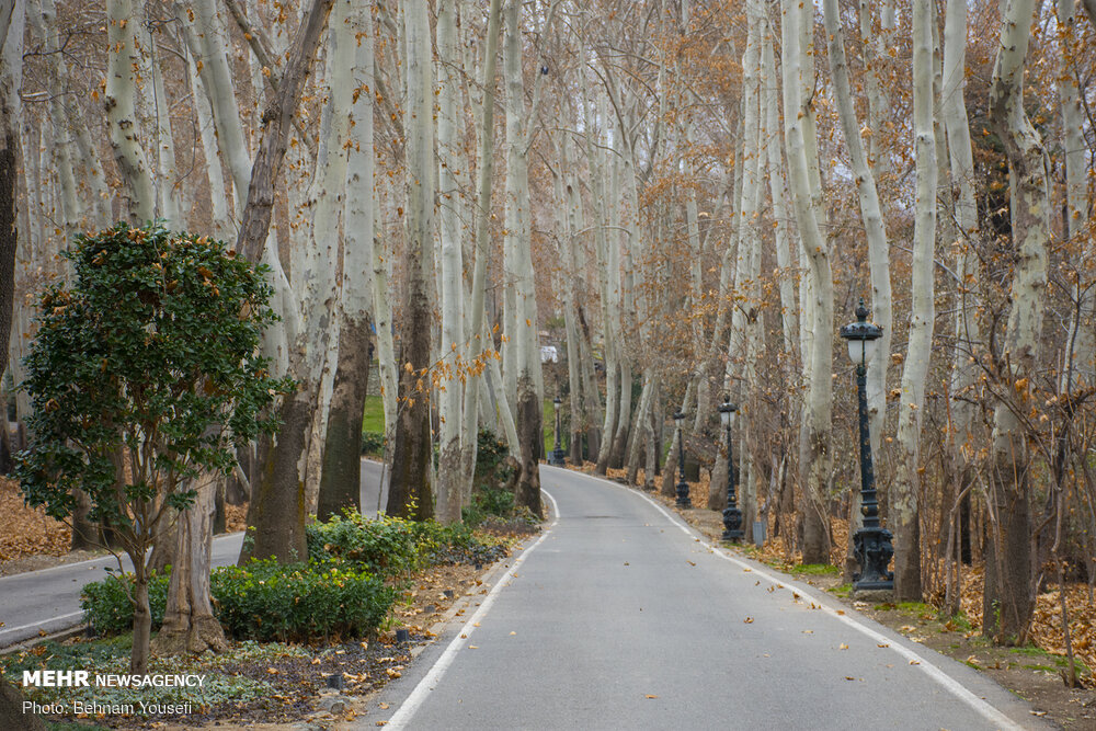 همه چیزدرباره قطع درختان کاخ سعدآباد/اطلاع رسانی درستی نشد+تصاویر