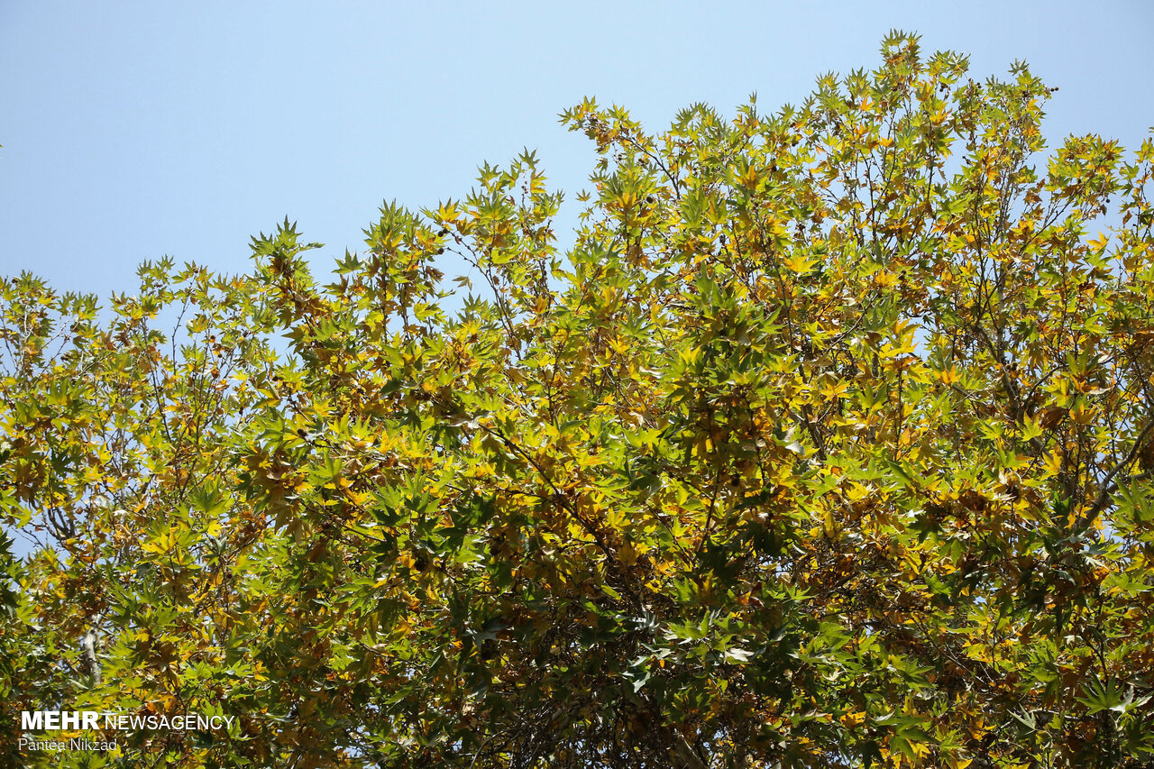 هوای پایتخت به دنبال کاهش ترافیک قابل قبول شد