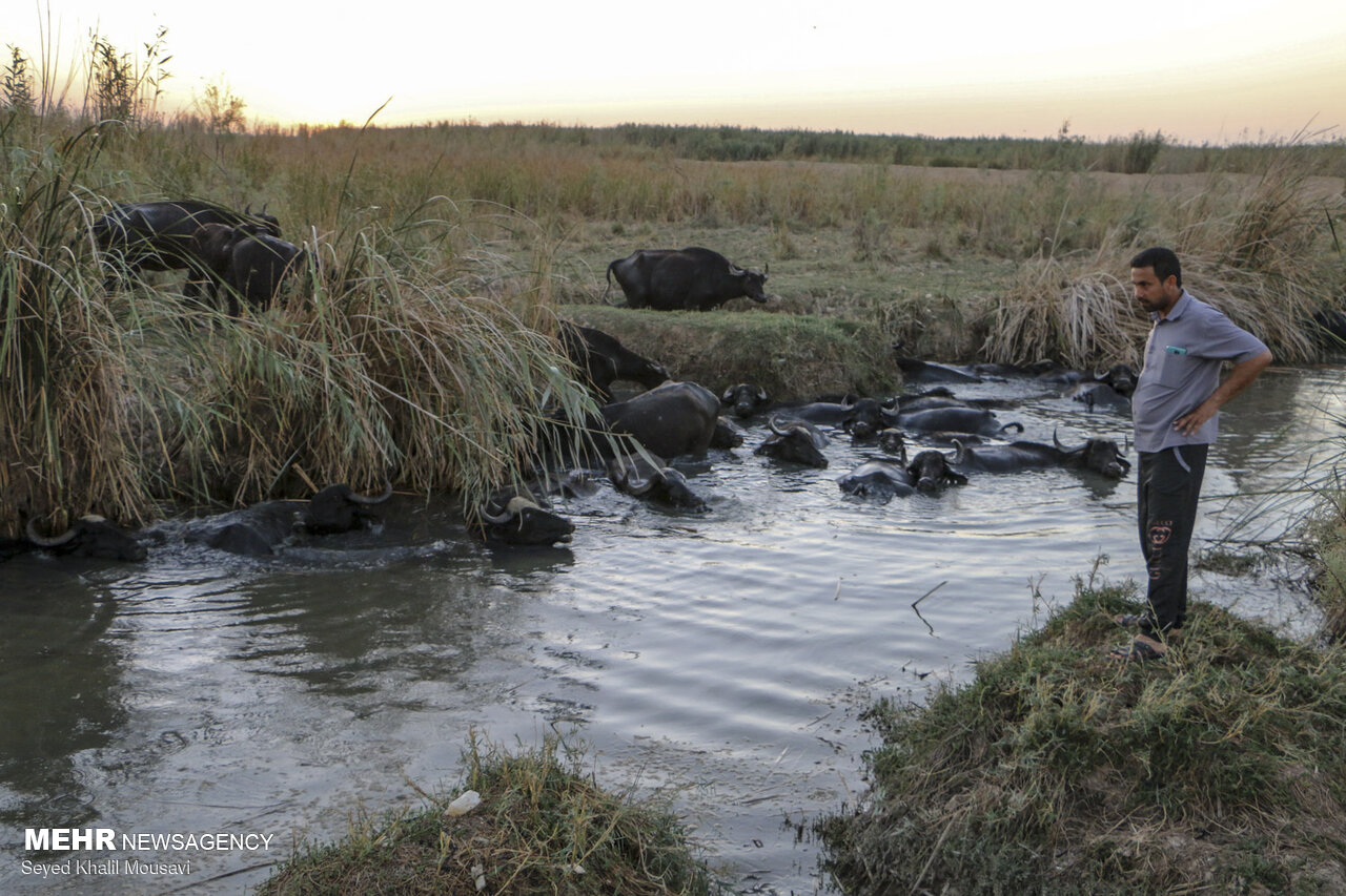 هورالعظیم تشنهتر از همیشه/ حق آبه رهاسازی شده به شالیکارها رسید