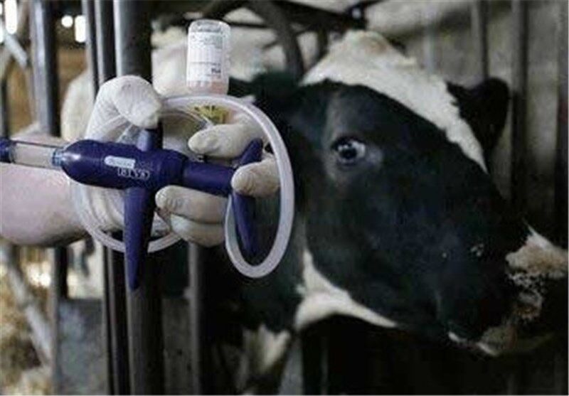 واکسیناسیون تب برفکی و هاری در کردستان آغاز شد