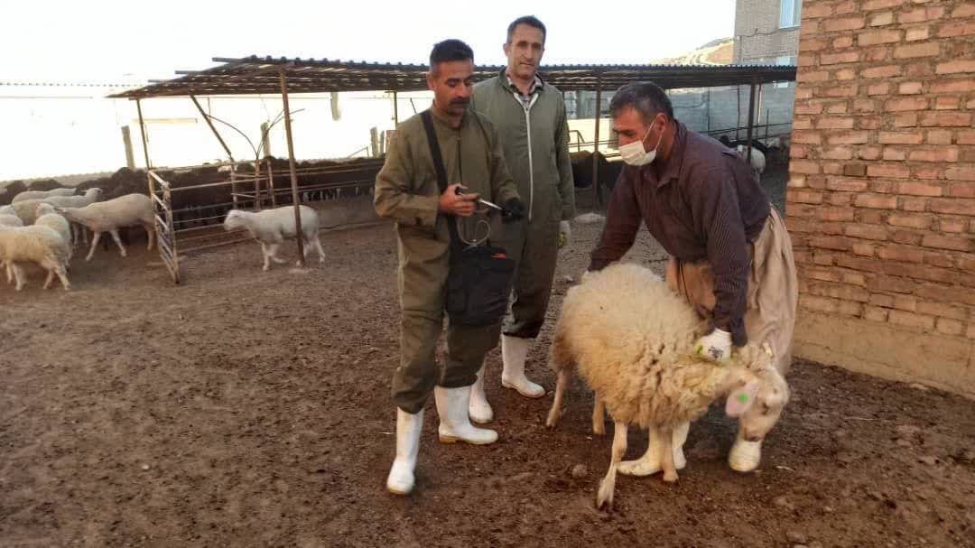 واکسیناسیون ۲۳۹ هزار دام علیه تب برفکی در شهرستان سقز