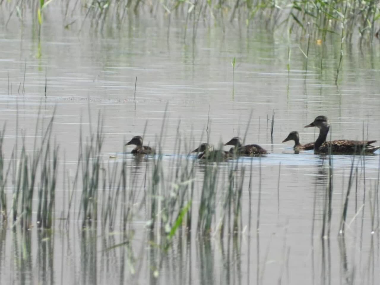ورود نخستین دسته از پرندگان مهاجر وارد تالاب یوسفکند
مهاباد
