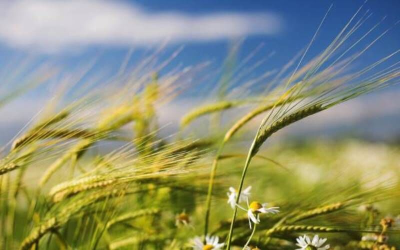 وزش باد تنها پدیده قابل توجه کردستان در هفته جاری است