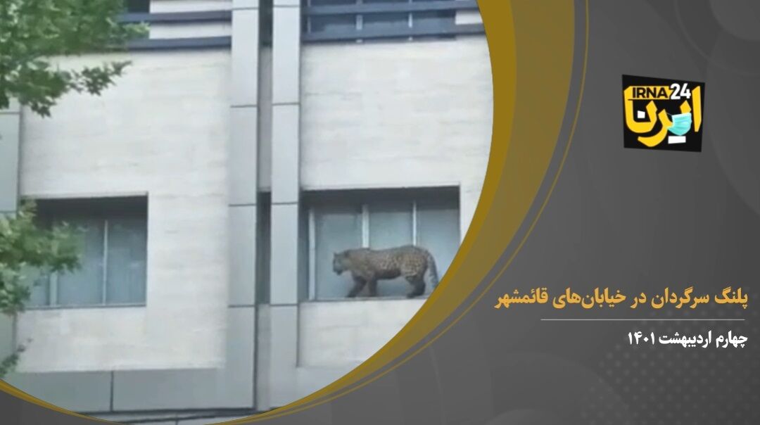 ویدئو؛ پلنگ سرگردان در قائمشهر و توضیحات حفاظت محیط زیست مازندران