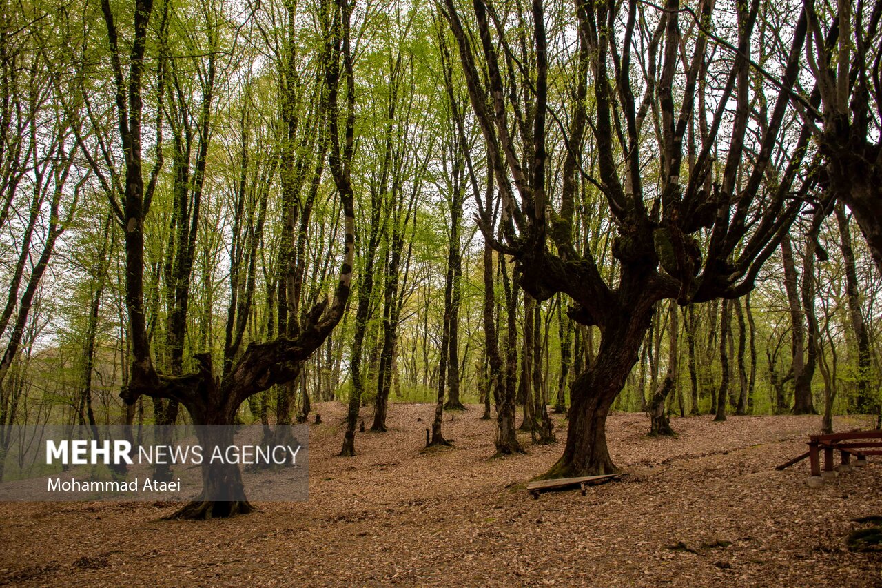 پاکت آبمیوه ۱۷ ساله در جنگل هیرکانی النگدره
