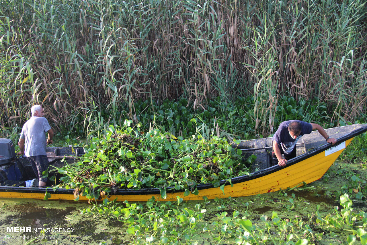پاکسازی ۳۵ تن «سنبل آبی» از تالاب انزلی