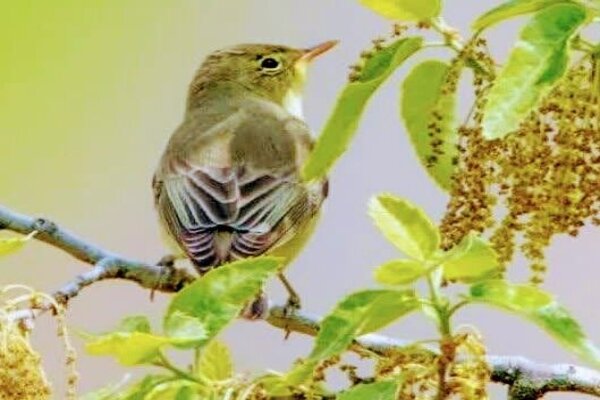 پرنده «سسک درختی لیمویی» برای نخستین بار در کردستان مشاهدهشد